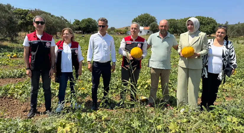 Çeşme kavununda hasat zamanı