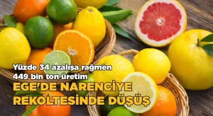 Ege’de narenciye rekoltesinde düşüş