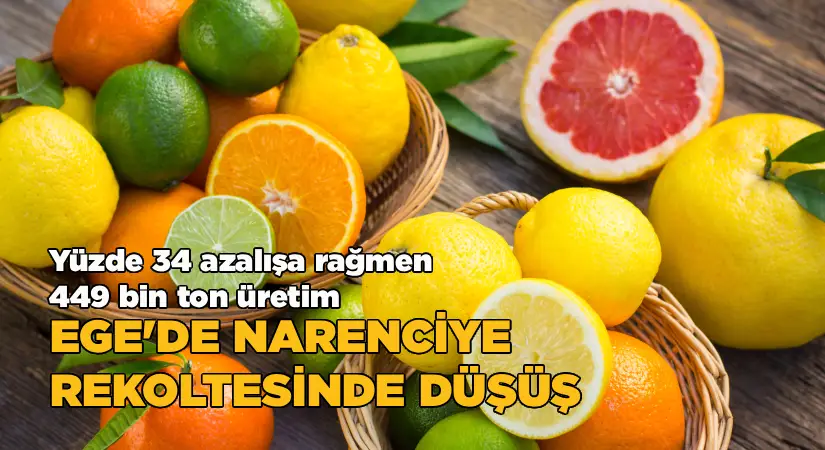 Ege’de narenciye rekoltesinde düşüş