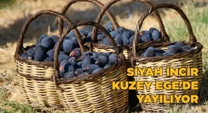 Türkiye’nin yeni yıldız ürünü; Siyah incir Kuzey Ege’de yayılıyor