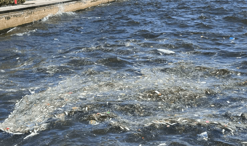 Körfezde balık ölümleri yeniden görüldü