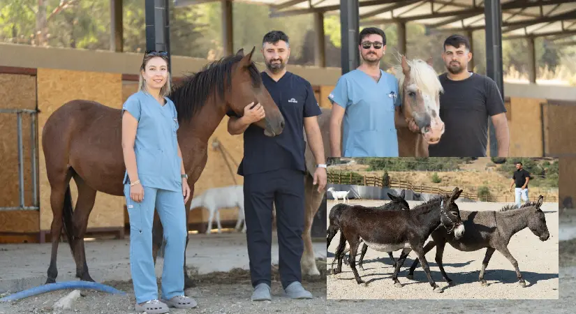 Pako’da bakılan binek hayvanlar sahiplendiriliyor