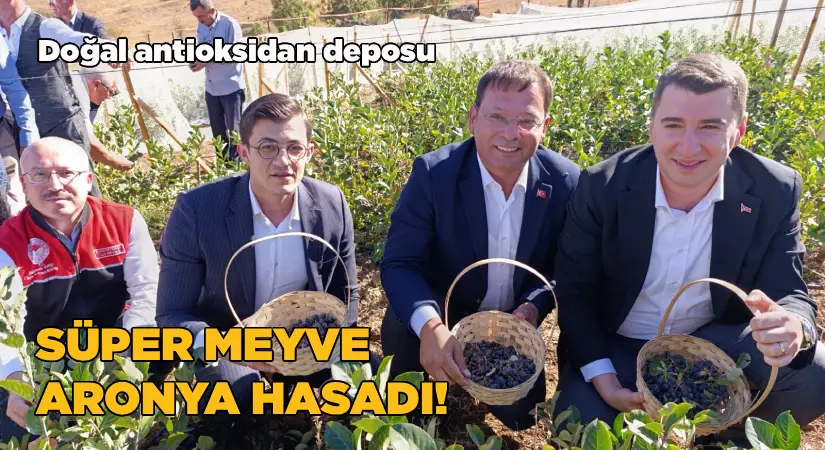 “Süper Meyve” Aronya Hasadı