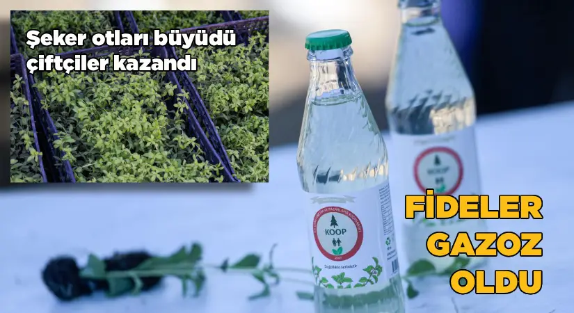 Şeker otları büyüdü, çiftçiler kazandı; Fideler gazoz oldu!
