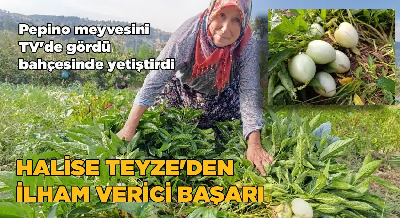 Pepino meyvesini belgeselde gördü, bahçesinde yetiştirdi