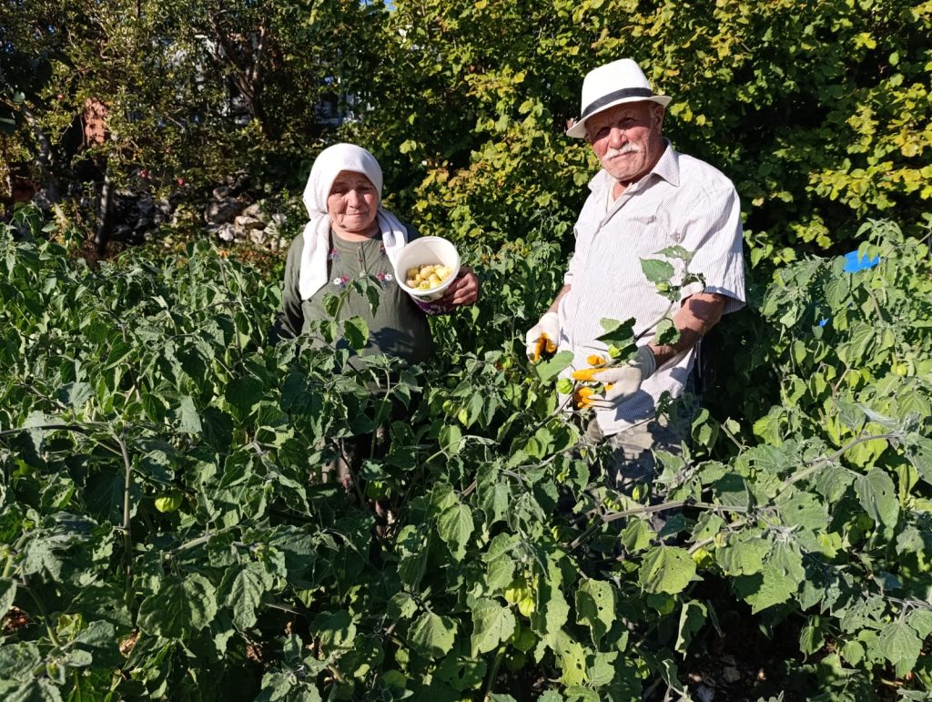Manisa Demirci’de altın çilek bereketi
