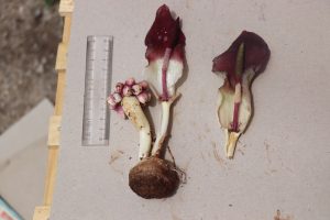 “Karaman yılanpancarı” bilim dünyasına tanıtıldı