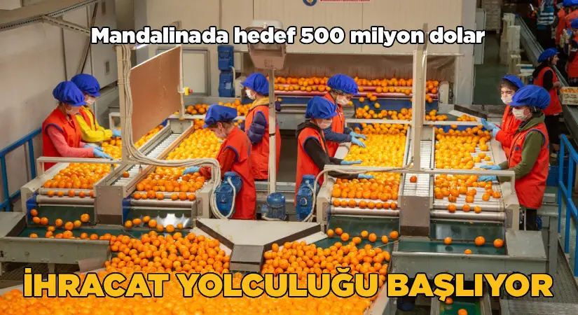 Satsuma mandalinanın ihracat yolculuğu 17 Ekim’de başlıyor