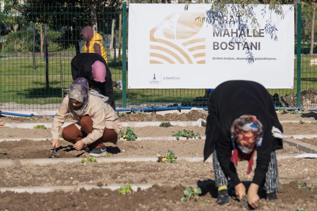 Mahalle bostanlarında kış dikimleri başladı