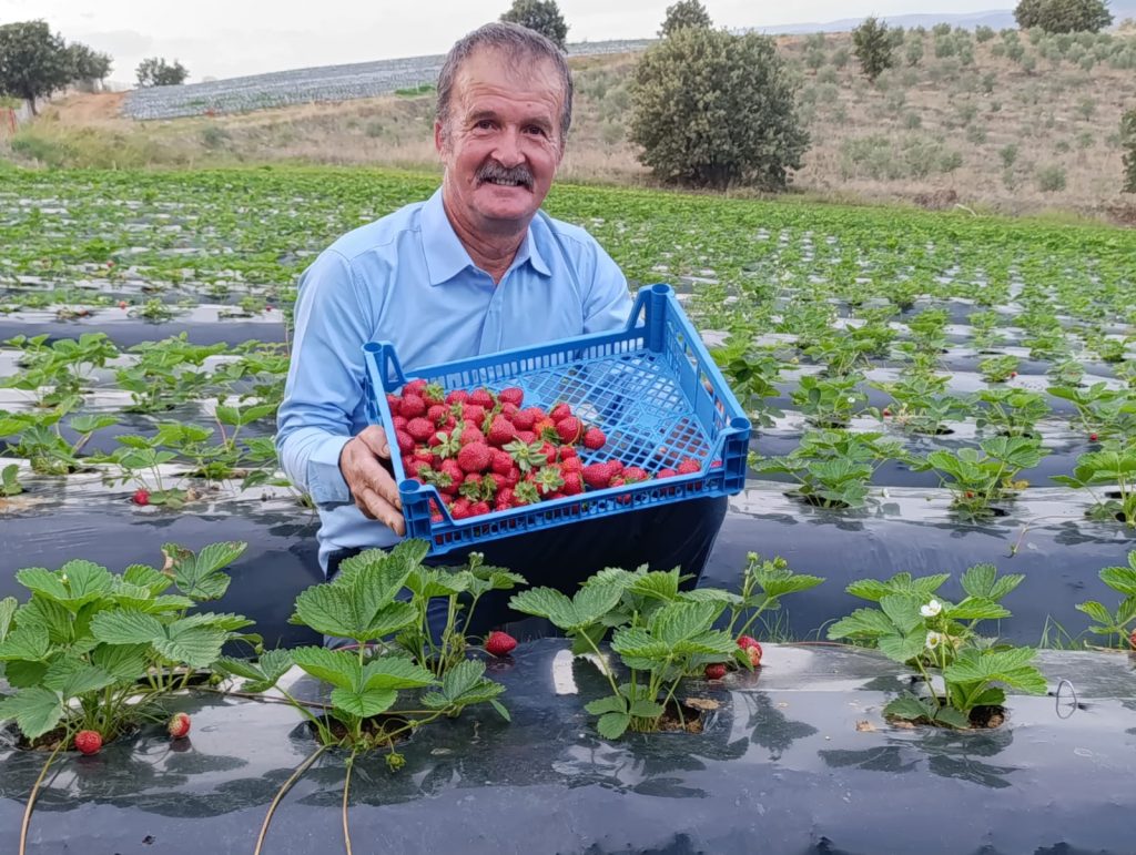 Köprübaşı’nda kasım ayında çilek bereketi