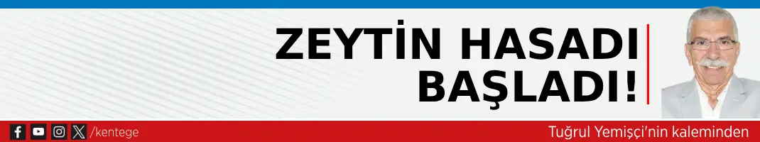 Zeytin hasadı başladı!