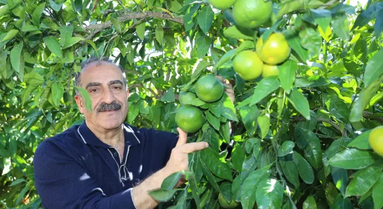 10 aylık mandalina ihracatı 375 milyon dolar oldu