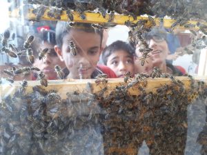 Minik Öğrenciler, Arıların Dünyasını İnceleyerek Öğrendi