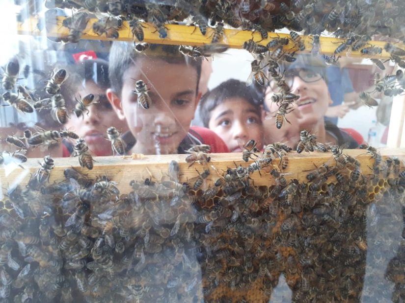 Minik Öğrenciler, Arıların Dünyasını İnceleyerek Öğrendi