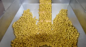 Zeytin ve zeytinyağı sektöründe güçler URGE Projesi’nde birleştirilecek