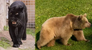 İzmir Doğal Yaşam Parkı’na siyah jaguar ve boz ayı geldi