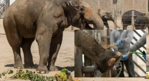 Asya filleri için düzenli ayak bakımı uygulanıyor