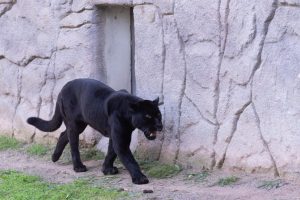 Fransa’da doğdu İzmir’de öldü!