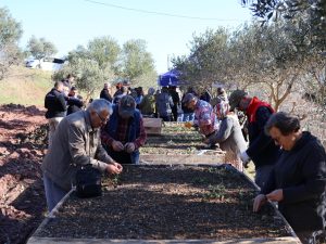 Menderes’te salep üretimine destek