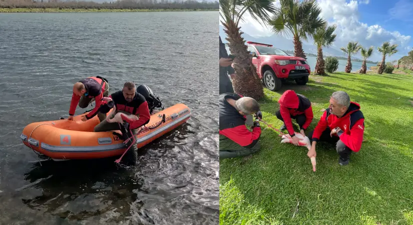 İzmir İtfaiyesi ayağına misina dolanan flamingoyu kurtardı