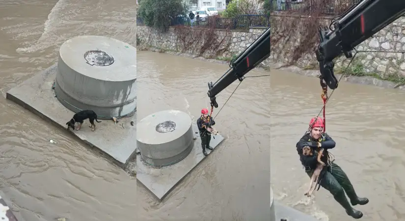 Dereye düşen köpek itfaiye ekipleri tarafından kurtarıldı