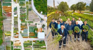 Büyükşehir Fidanlıklarında Yetiştirilen Bitkiler Kente Kazandırılıyor