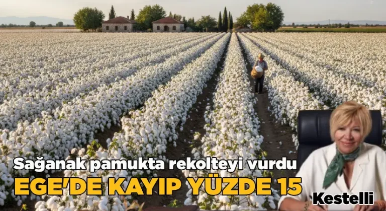 Sağanak Pamukta Rekolteyi Vurdu: Ege’de Kayıp Yüzde 15’e Dayandı