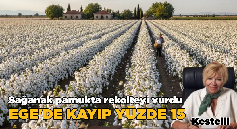 Sağanak Pamukta Rekolteyi Vurdu: Ege’de Kayıp Yüzde 15’e Dayandı
