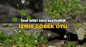 Yeni Bitki Türü Keşfedildi: “İzmir Göbekotu” Bilim Dünyasına Tanıtıldı