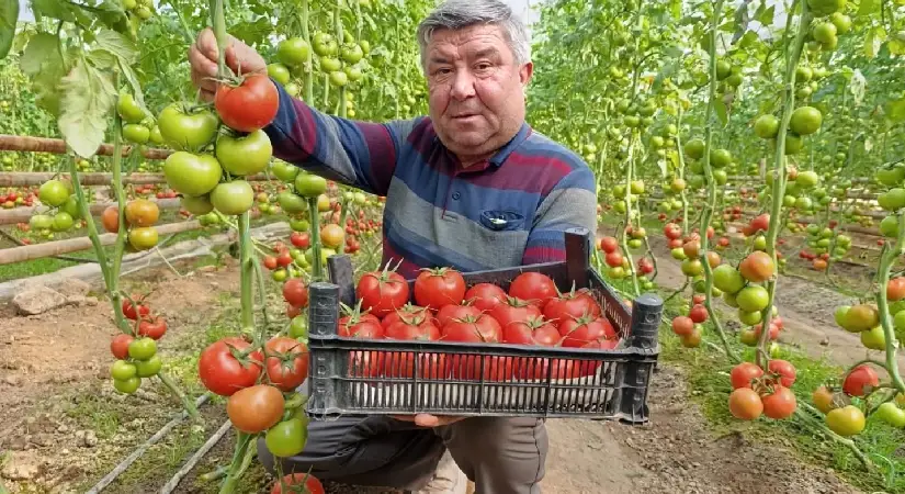 Jeotermal Seralarda Üretilen Domatesler Pazarlarda Talep Görüyor