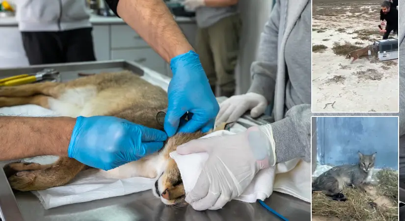 Ağır yaralı bulunan saz kedisi tedavi edilerek doğaya salındı