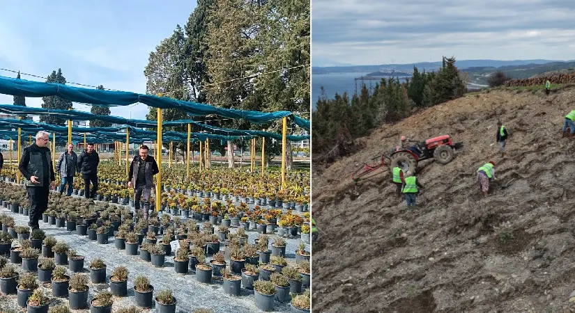 Fidan yetişiyor, dikim gerçekleşiyor, yanan ormanlar yeşilleniyor