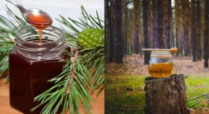 Türk Çam Balı Premium Lige Yükseliyor: Manuka’ya Rakip Olacak