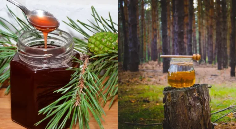 Türk Çam Balı Premium Lige Yükseliyor: Manuka’ya Rakip Olacak