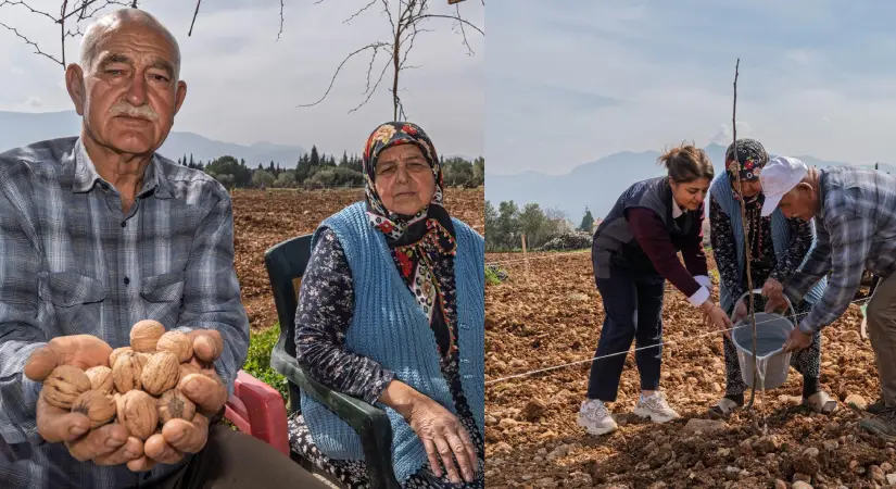 Kesilen Ceviz Ağaçlarının Yerine Yeni Fidanlar Dikildi