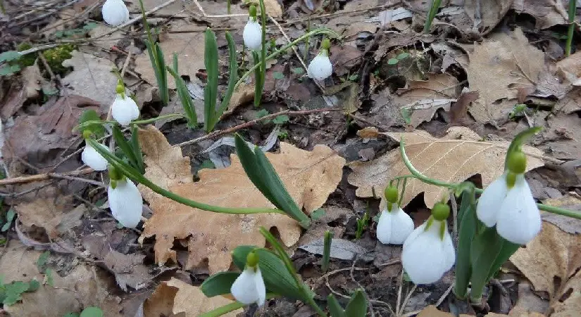 Kardelen koparmanın cezası dudak uçuklattı!