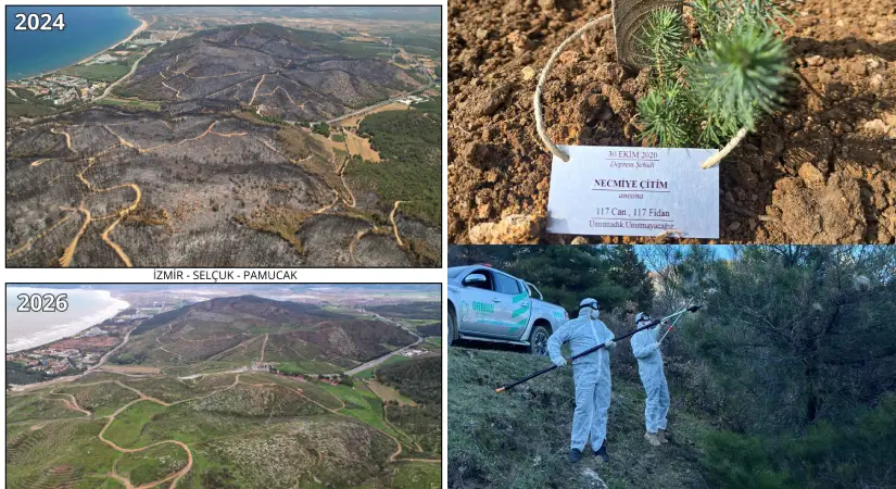 İzmir Orman Bölge Müdürlüğü’nden kış mesaisi: Yanan alanlar yeniden yeşeriyor