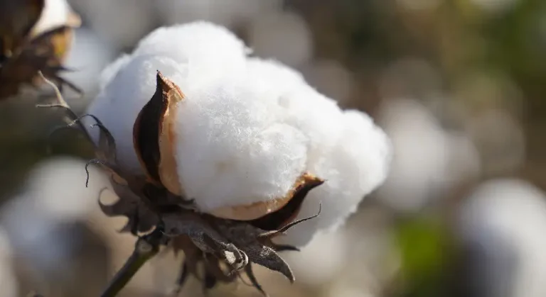 Ticaret Bakanlığı’ndan BCI Sertifikasına Stratejik Destek