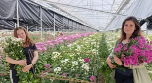 Kütahya Simav Çiçekçilikte Hollanda’ya Rakip Oluyor