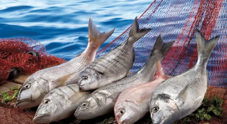 Su ürünleri sektörü ilk çeyrekte ihracatını yüzde 24 artırdı