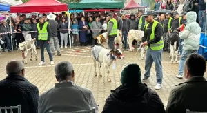 Ödemiş’te Buzağı Güzellik Yarışması!