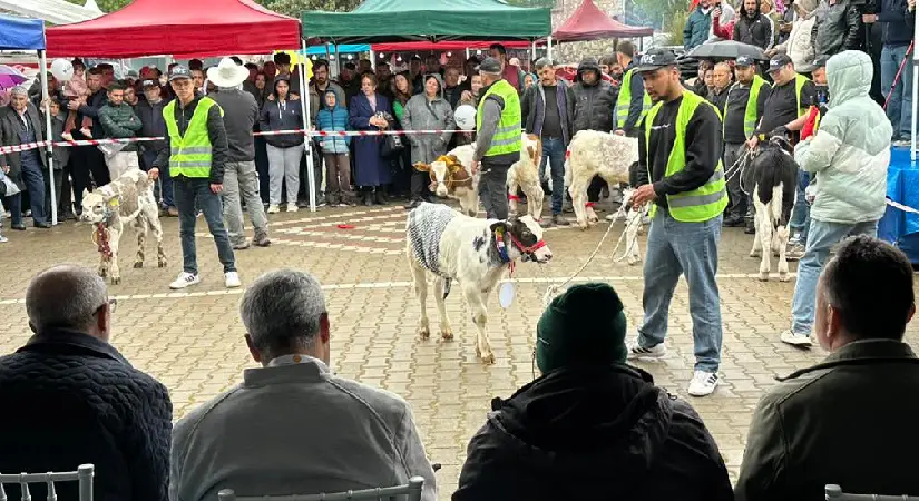Ödemiş’te Buzağı Güzellik Yarışması!