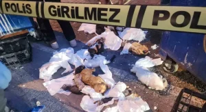 İzmir’de 33 ölü kedi soruşturmasında yeni gelişme: Veteriner H.E. gözaltına alındı