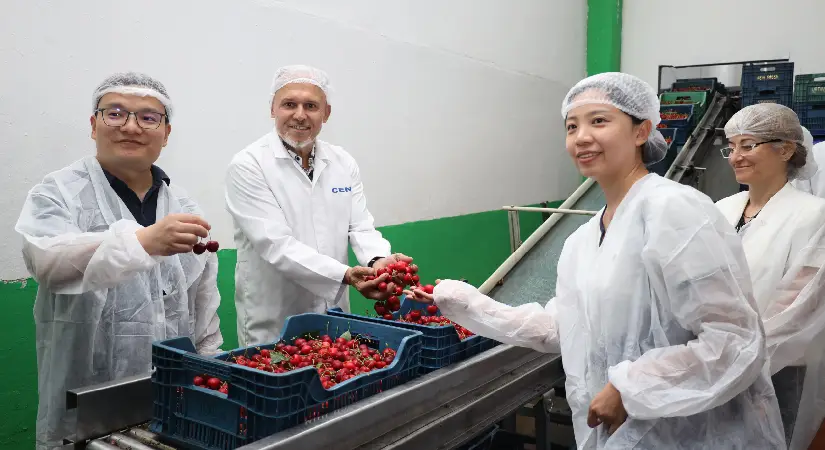 Türk kirazı Çin pazarına açılmaya hazırlanıyor