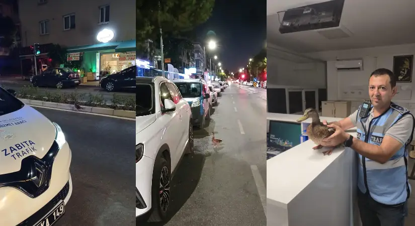 Trafiği durdurup ördeği kurtardılar