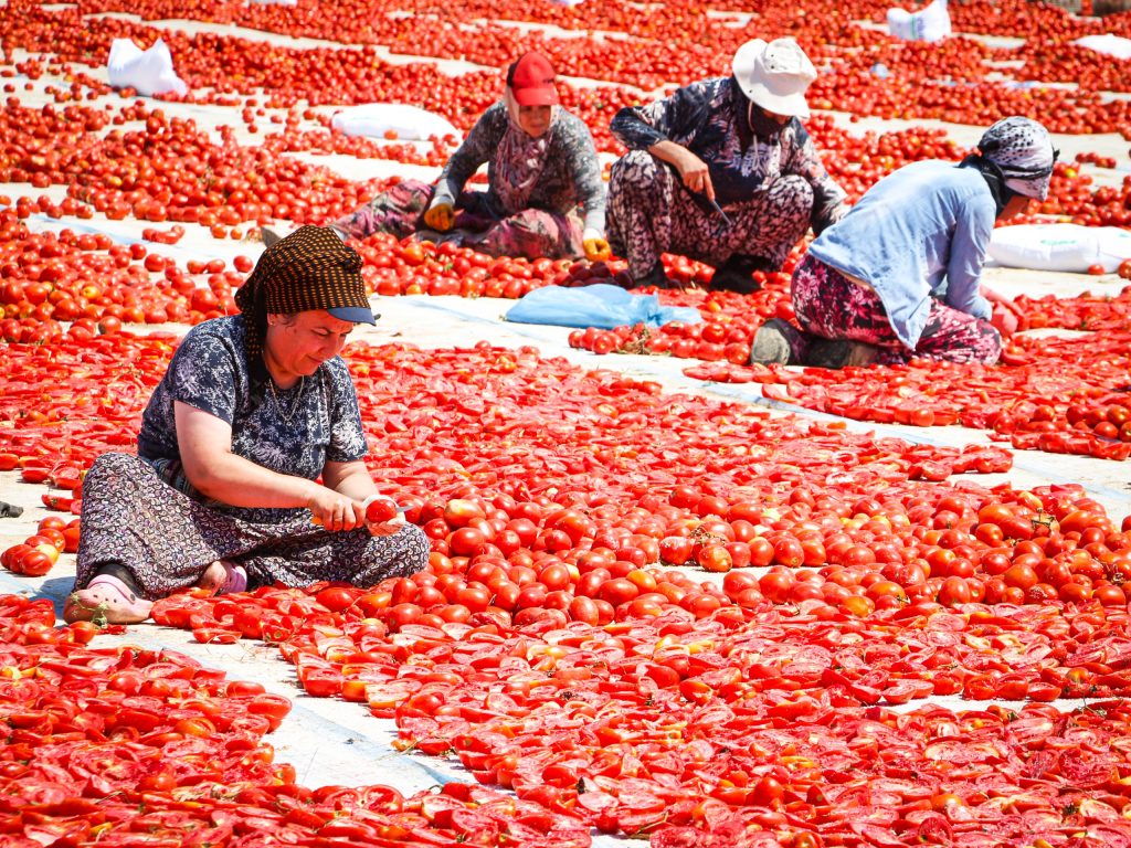 Torbalı’da ‘Kırmızı Altın’ mesaisi!