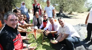 Türkiye’nin İlk Zeytin Hasadı Dikili Bademli’de Başladı!