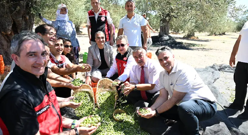 Türkiye’nin İlk Zeytin Hasadı Dikili Bademli’de Başladı!