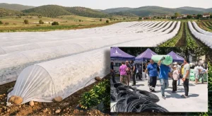 Büyükşehir Belediyesi’nden domates ve çilek üreticilerine don desteği