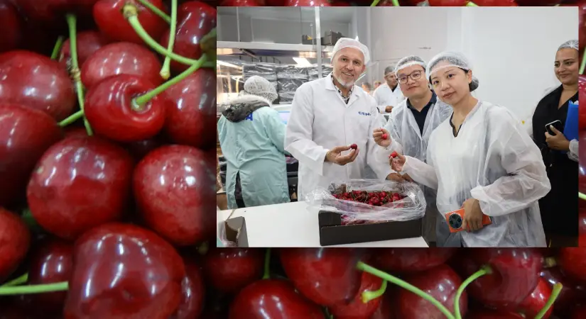 Kiraz ihracatında 2025 kaybı 2026’da telafi edildi